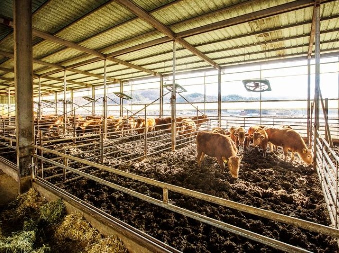 Newly released guide sets livestock welfare standards for farms