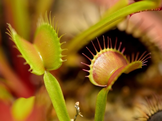 Team develops soft robotic material that acts like Venus flytrap