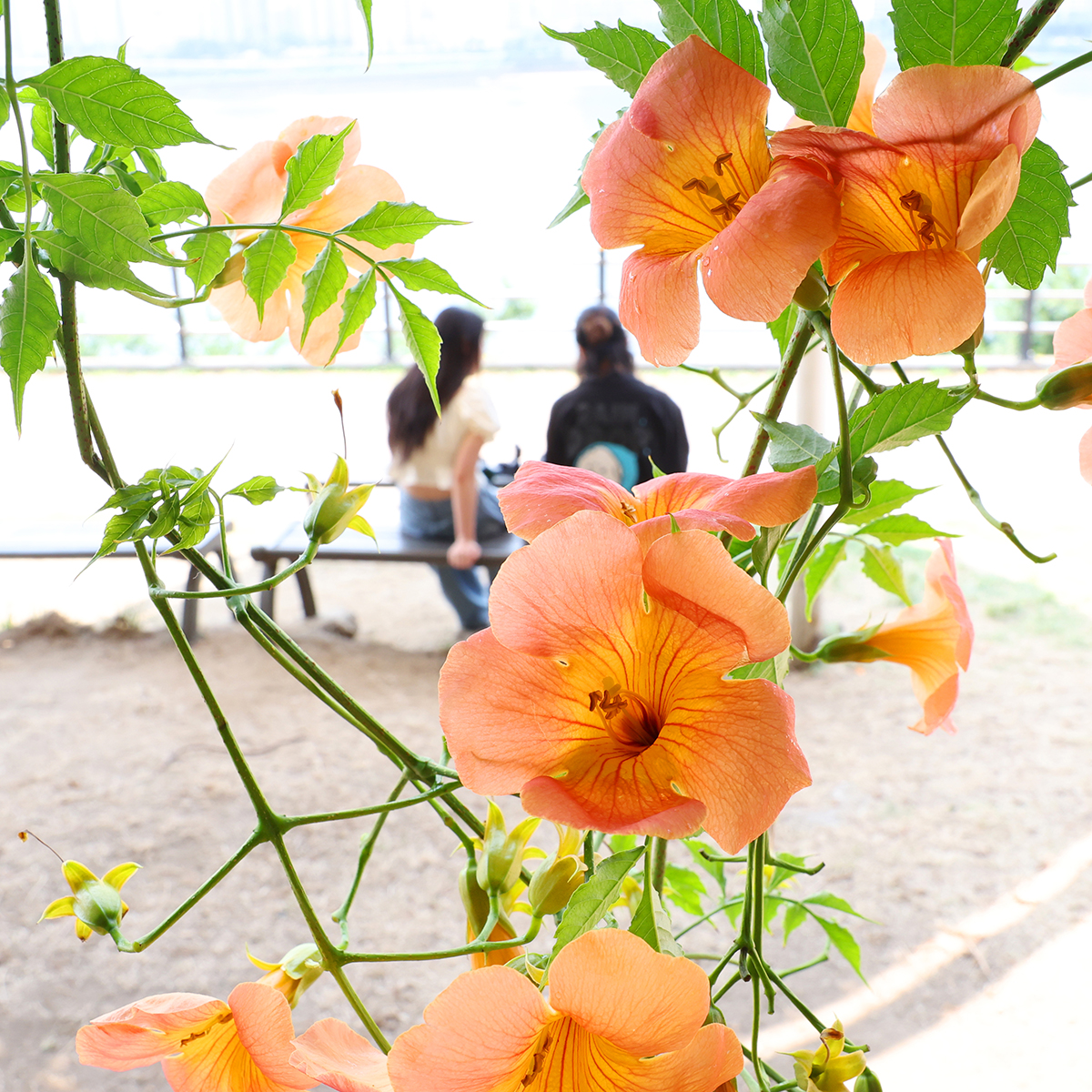 Campsis grandiflora