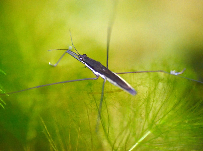 Studies of ripple bug's movements used to design tiny robot