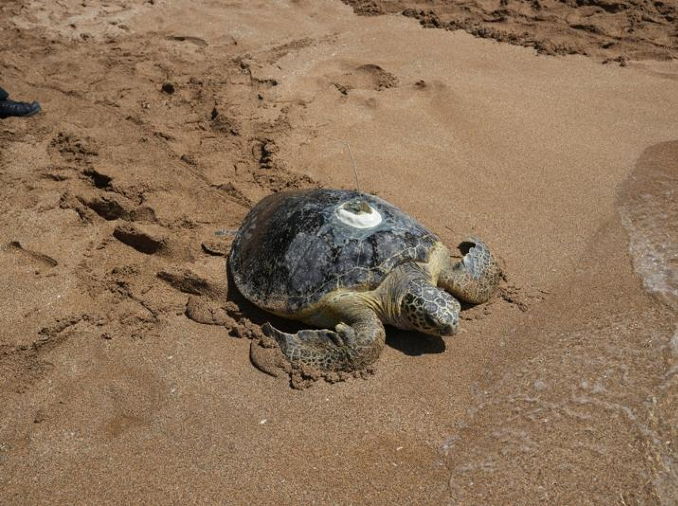 Lucky 13: endangered sea turtles released back into wild