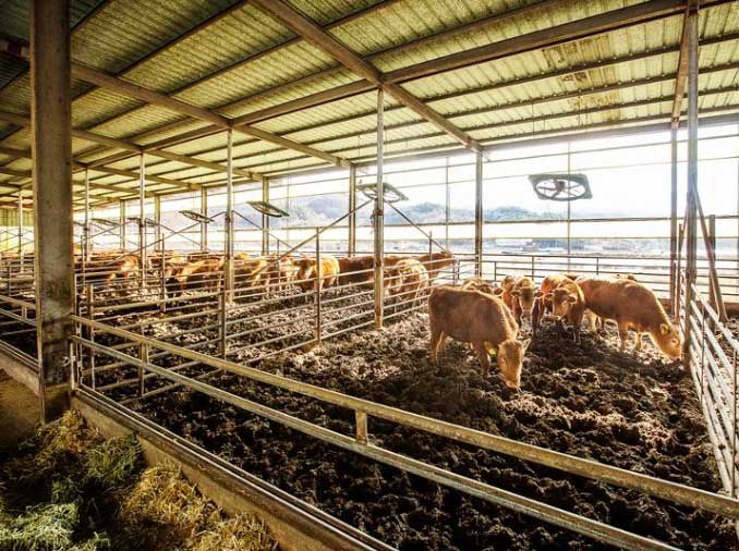 Newly released guide sets livestock welfare standards for farms
